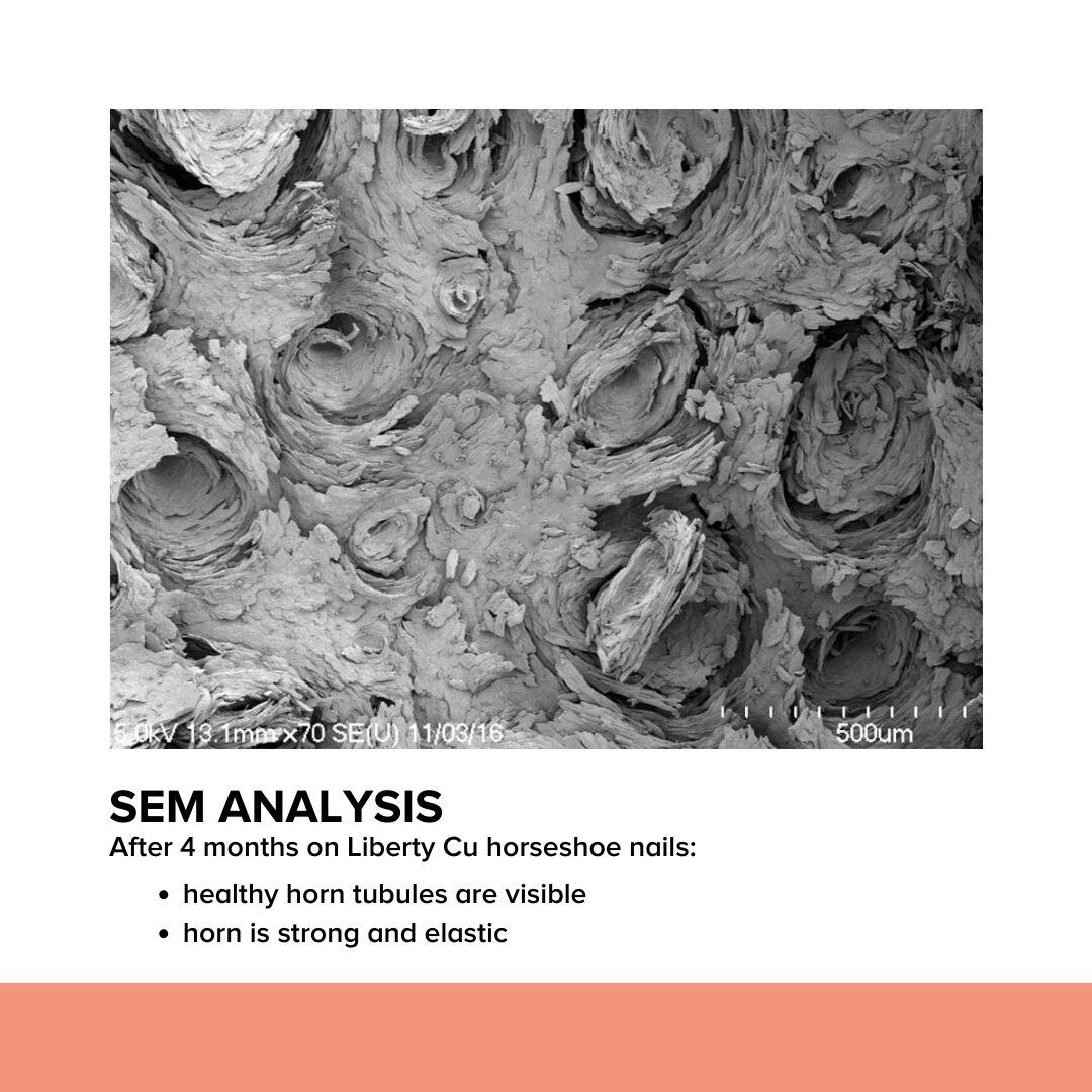 SEM Analysis - Cu nails
