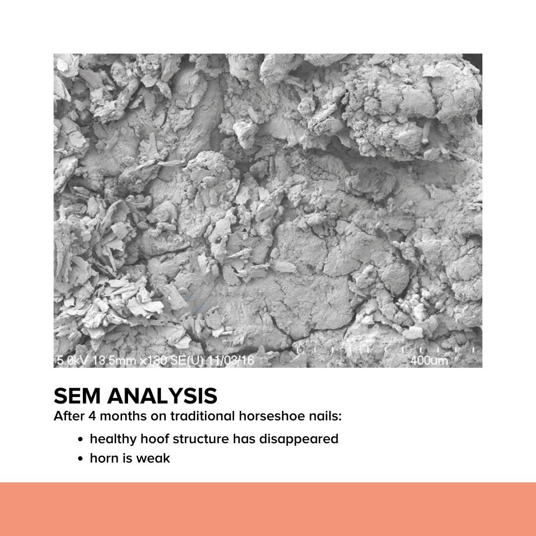 SEM Analysis - Traditional nails