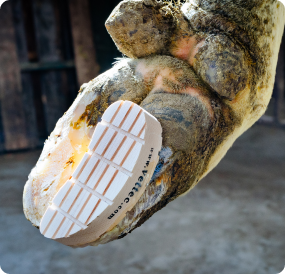 bovine